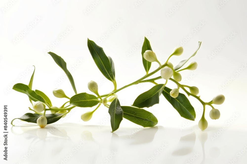 Realistic photograph of a complete Mistletoe,solid stark white background, focused lighting