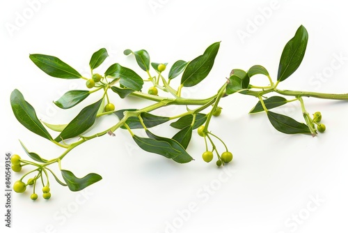 Realistic photograph of a complete Mistletoe,solid stark white background, focused lighting