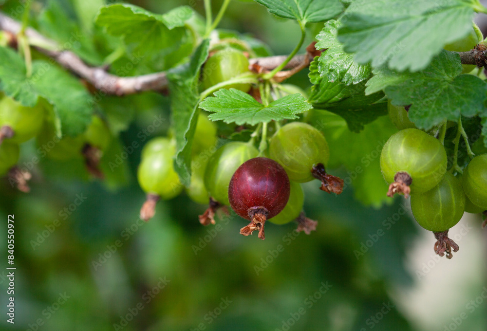 Gooseberry bush with unripe, green berries growing in a garden in the open field. Growing fruits and berries at home. Gooseberry bush with unripe, green berries growing in a garden in the open field. Growing fruits and berries at home.