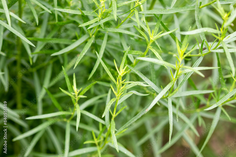 Tarragon plant growing in the garden. Growing herbs in the garden. Tarragon plant growing in the garden. Growing herbs in the garden.