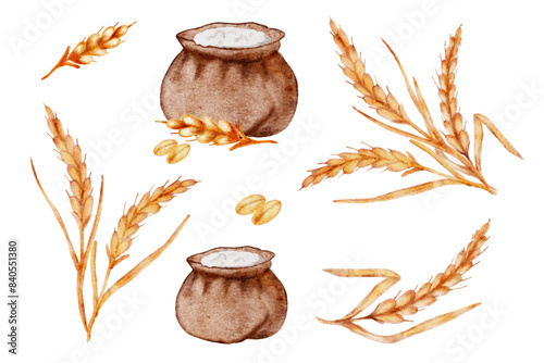 Watercolor set vector illustration of bag of flour, golden wheat spikes, grain crop isolated on white background