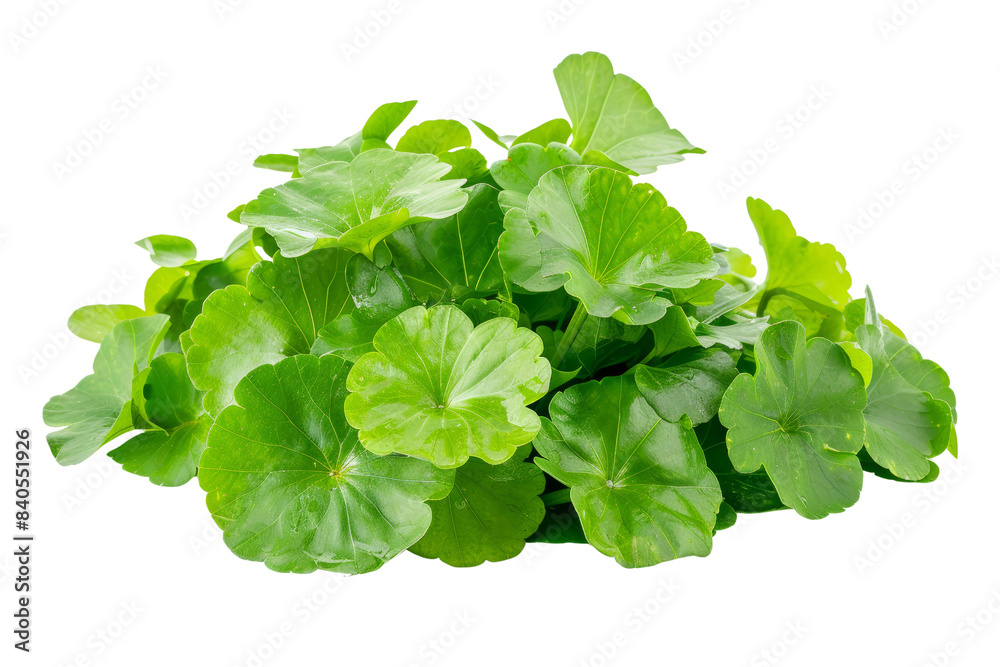 Fresh Green Gotu Kola Leaves Isolated on White Background - Herbal Medicine, Natural Remedy, and Culinary Ingredient