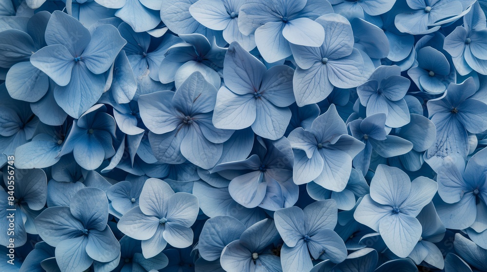 top view of bouquet arranged of hydrangea flowers , beauty in nature concept top view of bouquet arranged of hydrangea flowers , beauty in nature concept
