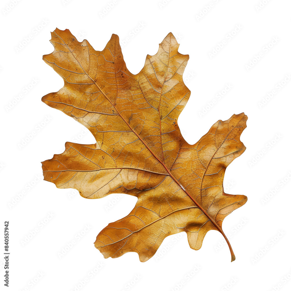 High-resolution image of a single brown autumn oak leaf. Perfect for seasonal designs and nature backgrounds. High-resolution image of a single brown autumn oak leaf. Perfect for seasonal designs and nature backgrounds.