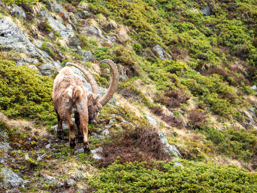 Rear View of an Ibex Grazing in Lush Greenery - Chamonix Massif Rear View of an Ibex Grazing in Lush Greenery - Chamonix Massif