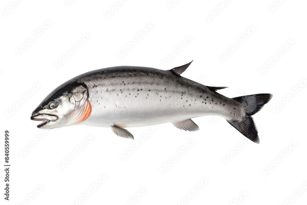 Close-up image of a fresh Atlantic salmon showcasing its smooth scales and vibrant color on a plain white background. transparent background. Close-up image of a fresh Atlantic salmon showcasing its smooth scales and vibrant color on a plain white background. transparent background.