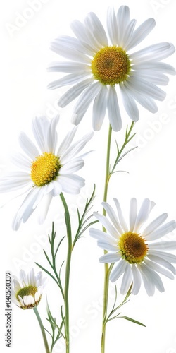 Camomile Flower. Isolated Bouquet of White Chamomiles on Meadow Background © AIGen