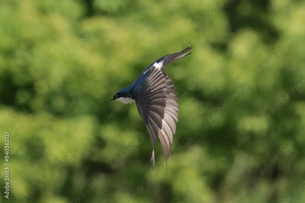 Tree Swallow parents feeding babies in nesting box Tree Swallow parents feeding babies in nesting box