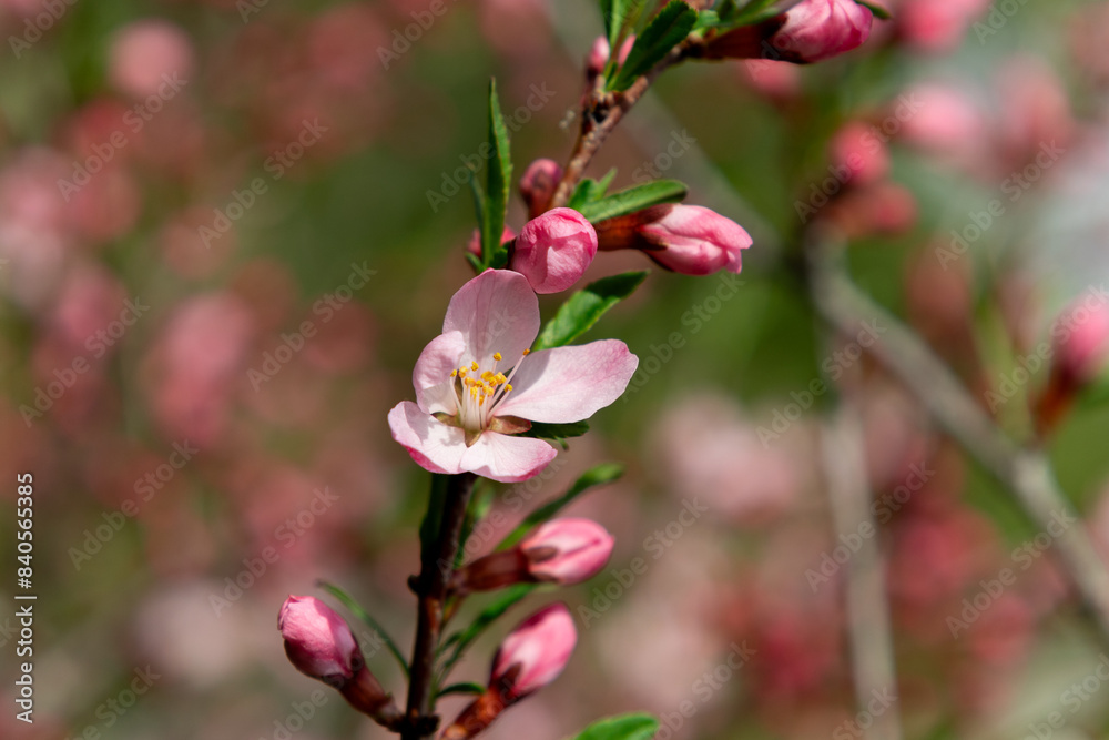 Sakura branch with flowers close-up on a background of greenery Sakura branch with flowers close-up on a background of greenery