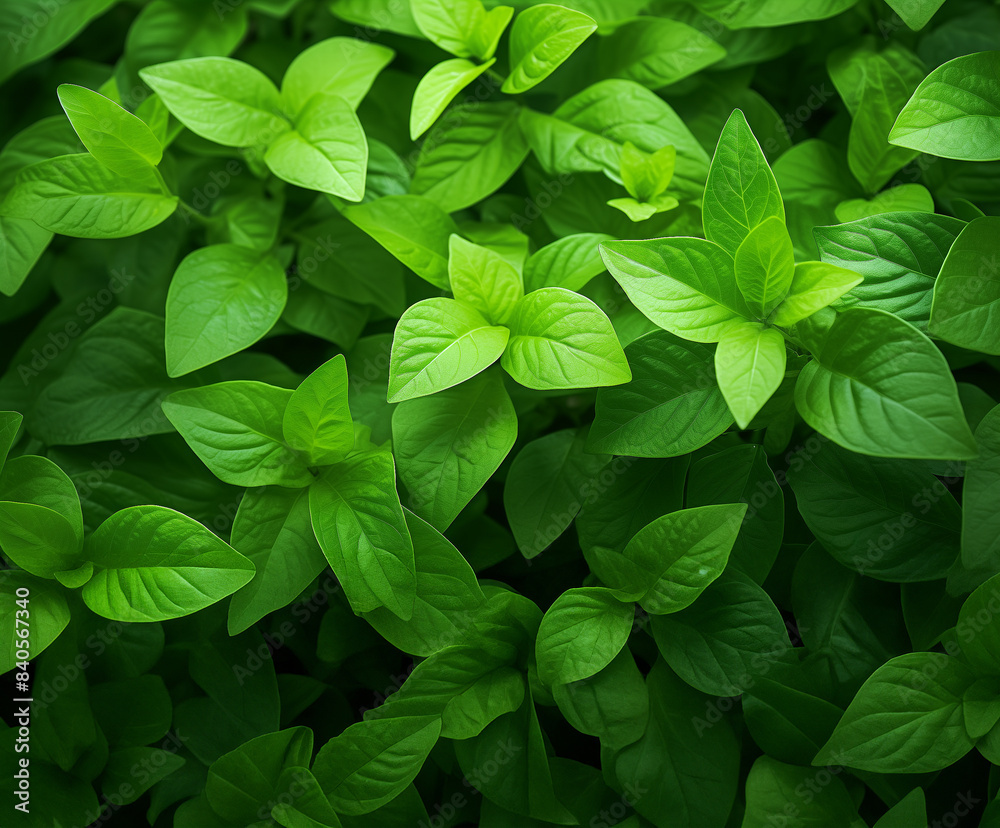Top view of leaf wallpaper, Nature background, Dark and light green background, soft green fresh background, GenarativeAI Top view of leaf wallpaper, Nature background, Dark and light green background, soft green fresh background, GenarativeAI