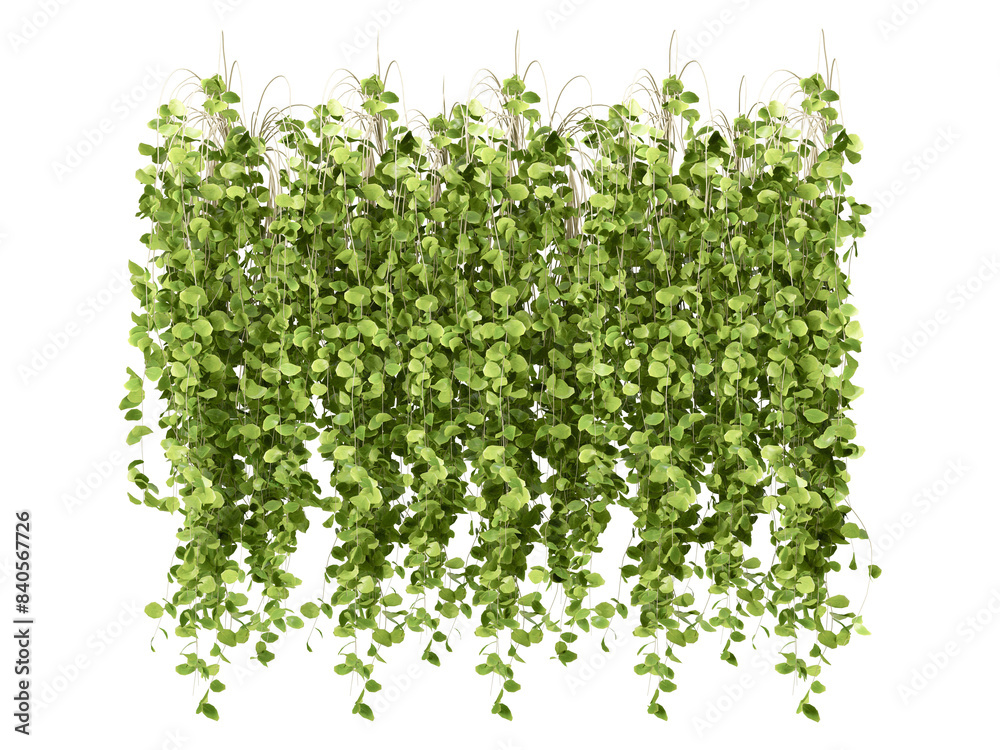 Obraz premium parsley isolated