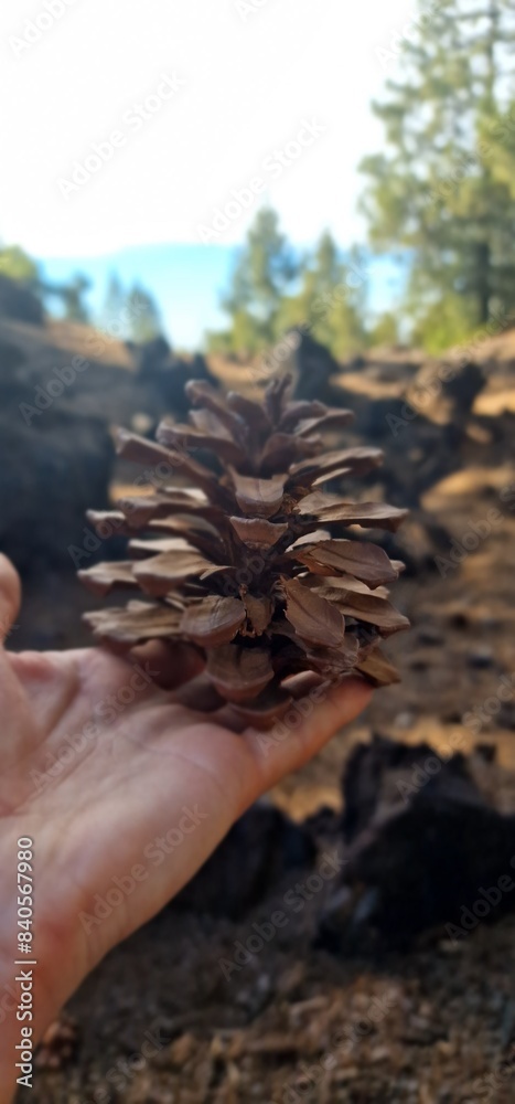 conifer cone or pinecone is a seed-bearing organ on gymnosperm plants. It is usually woody, ovoid to globular, here settings of volcanic scenery of Tenerife canary islands Spain conifer cone or pinecone is a seed-bearing organ on gymnosperm plants. It is usually woody, ovoid to globular, here settings of volcanic scenery of Tenerife canary islands Spain
