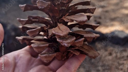 Принти на полотні conifer cone or pinecone is a seed-bearing organ on gymnosperm plants