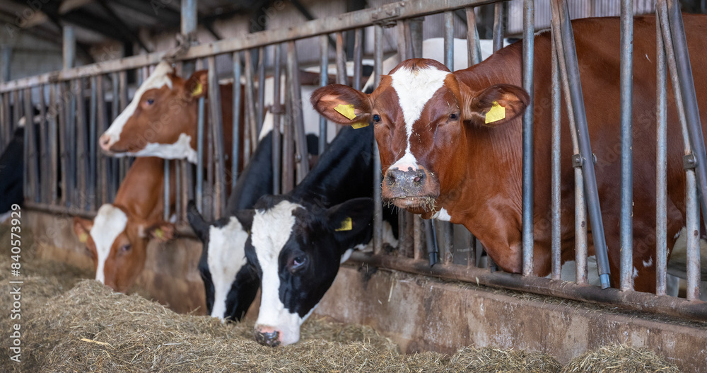 holstein cows inside barn on dutch farm in holland