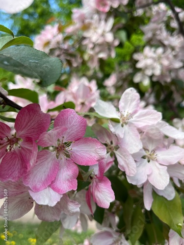 tender blooming trees, tree blossom, blooming garden photo