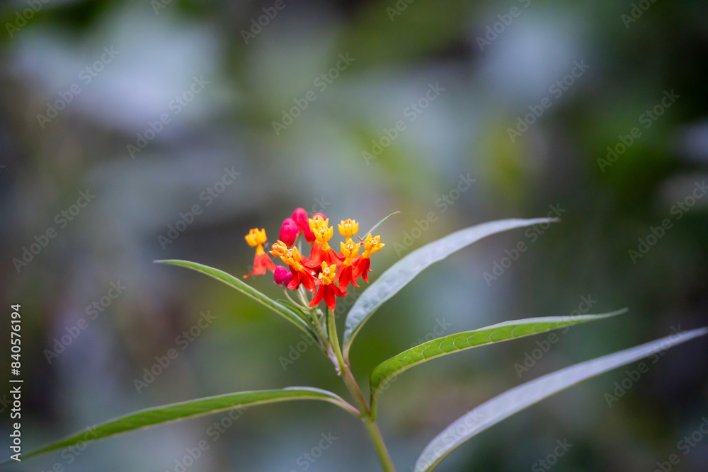 orange flower orange flower