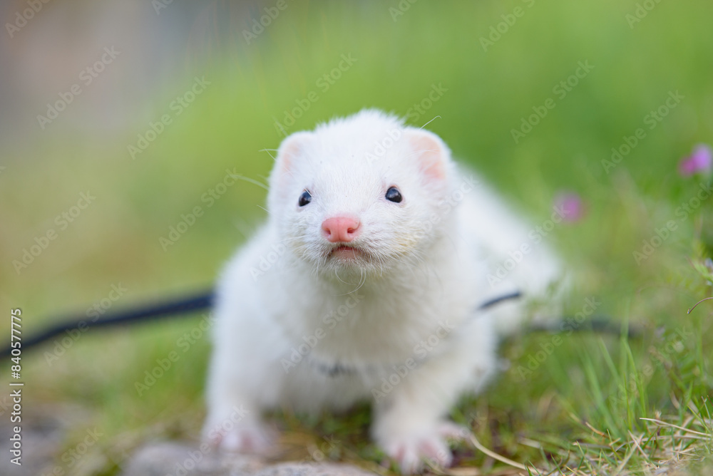 hamster in a grass hamster in a grass