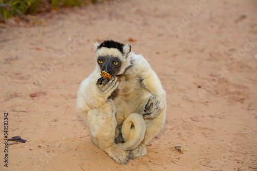 Verreaux's white sifaka with dark head Madagascar island fauna. photo