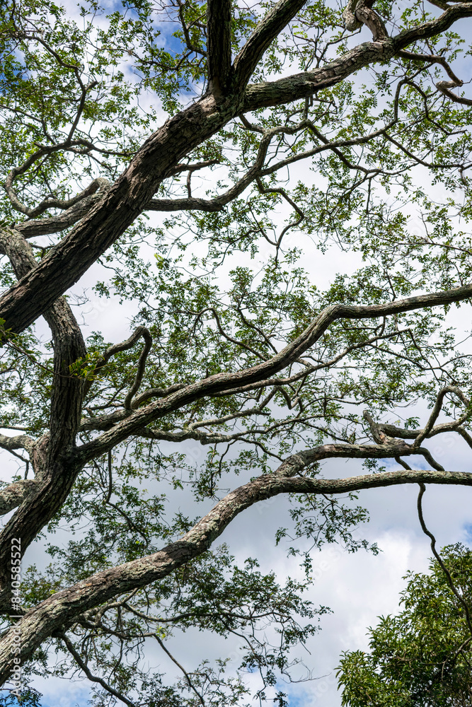Blue sky with clouds seen through the branches of a large tree. Vertical. Blue sky with clouds seen through the branches of a large tree. Vertical.