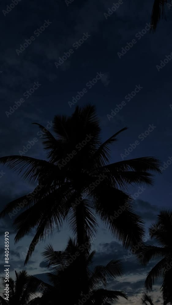 Coconut trees at night , romantic sunset scene Coconut trees at night , romantic sunset scene