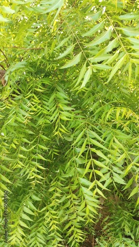 green neem tree background texture in the wind