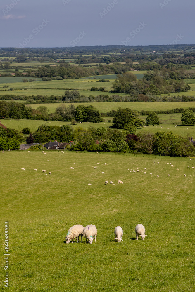 Sheep grazing in rural Sussex on a sunny spring day Sheep grazing in rural Sussex on a sunny spring day
