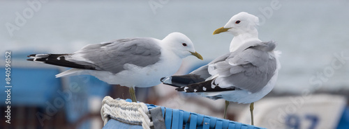 Photos Sturmmöwen paar sitzt auf Strandkorb.