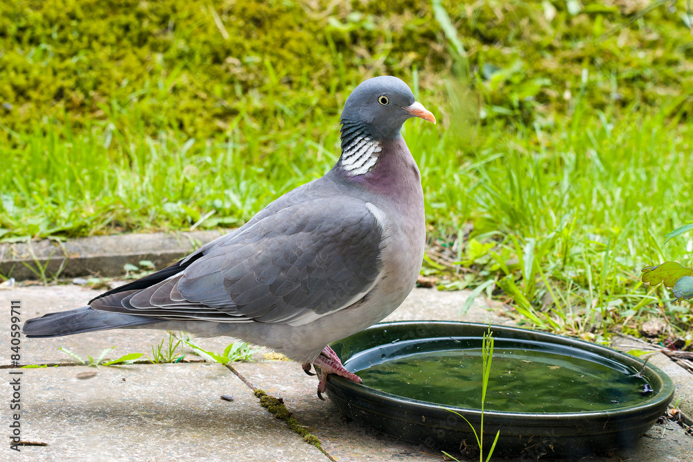 Ringeltaube an einer Vogeltränke Ringeltaube an einer Vogeltränke
