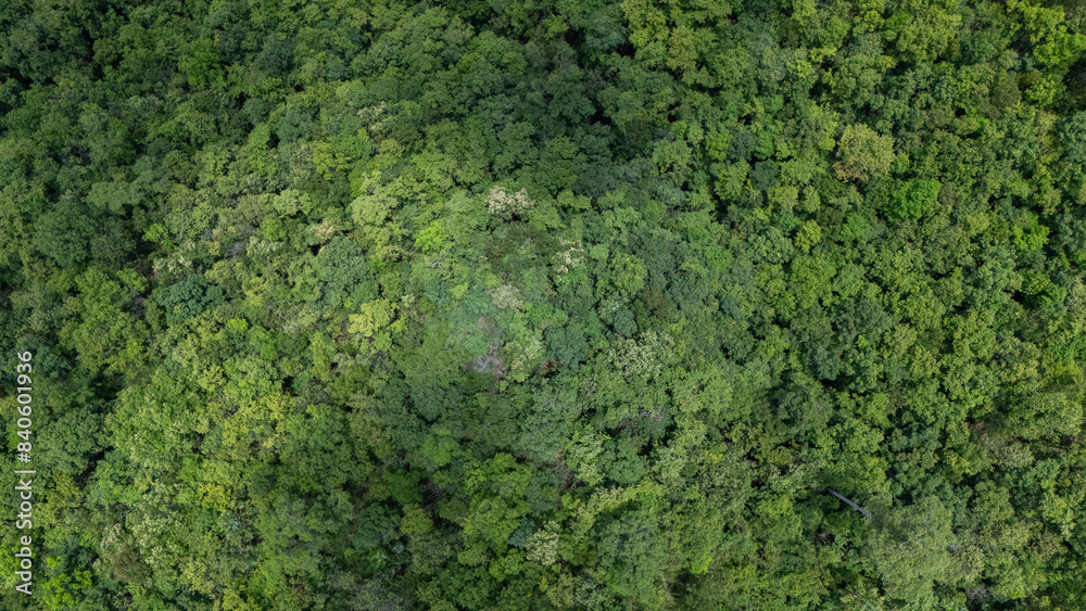 Obraz premium Aerial top view forest green tree, Rainforest ecosystem and healthy environment background, Texture of green tree forest, forest view from above. Nan province Thailand.