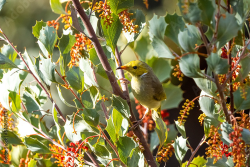 White-plumed honeyeater in Kings Canyon / Watarrka, Northern Territory, Australia photo