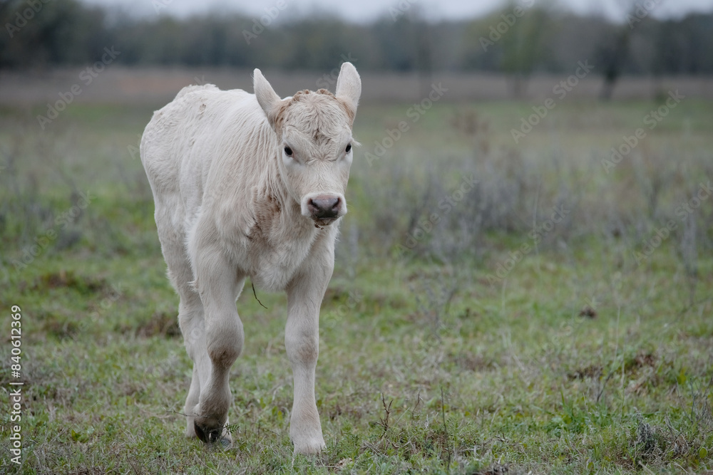 Obraz premium Charolais calf in Texas countryside on farm with copy space on background for beef in agriculture on ranch.