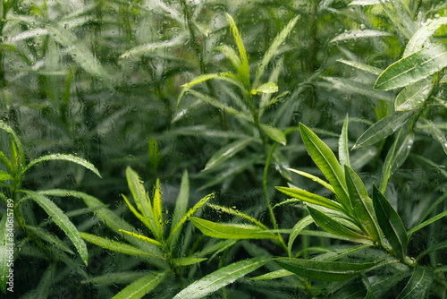 fern leaves in rain window