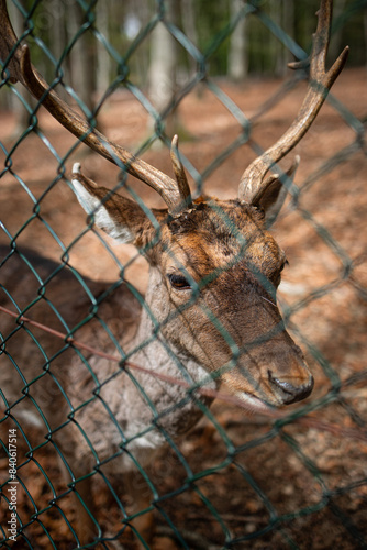 deer in the forest