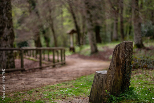 wood chair in the forest