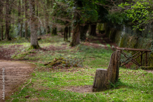 wood chair in the forest