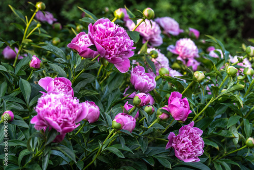 blooming pink peonies in a flower bed close-up