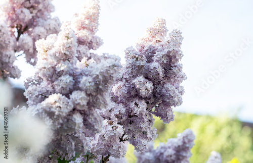 branches of blooming pink lilac against the sky in close-up