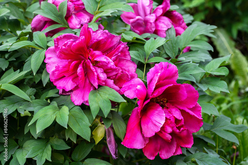 bright pink Chinese peonies in the division