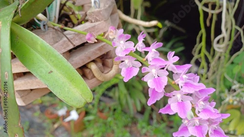 Wild orchid in Thailand name aerides rosea Lodd. ex Lindl. & Paxton
