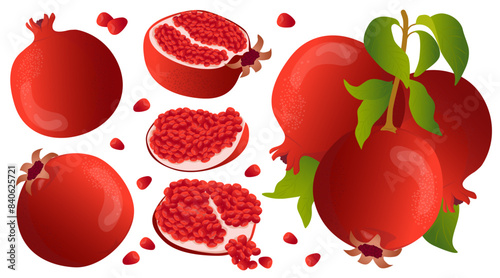 Ripe pomegranate, pomegranate fruits on a branch, pomegranate slices, scarlet pomegranate seeds. Label, banner advertising element. Vector illustration. Printing on fabric, paper, cards