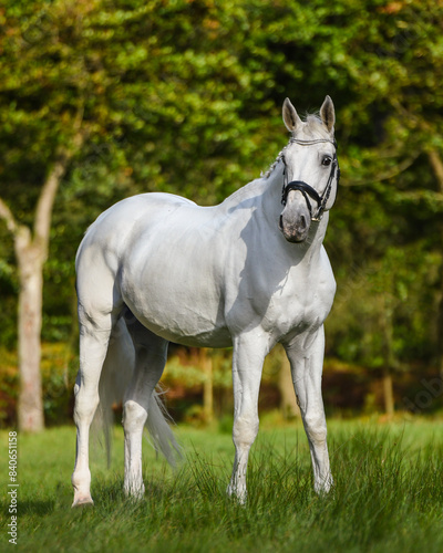White sport horse in meadow with bridle