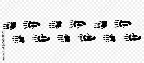 Wombat paws. Footpath trail of animals. Paw foot trail print of Wombat on white background.Vector animal steps in black color.