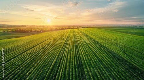 Breathtaking aerial view of green farmland at sunrise, with well-organized crop rows and a vibrant sky, emphasizing the charm of agriculture, photo realistic, isolated on white background