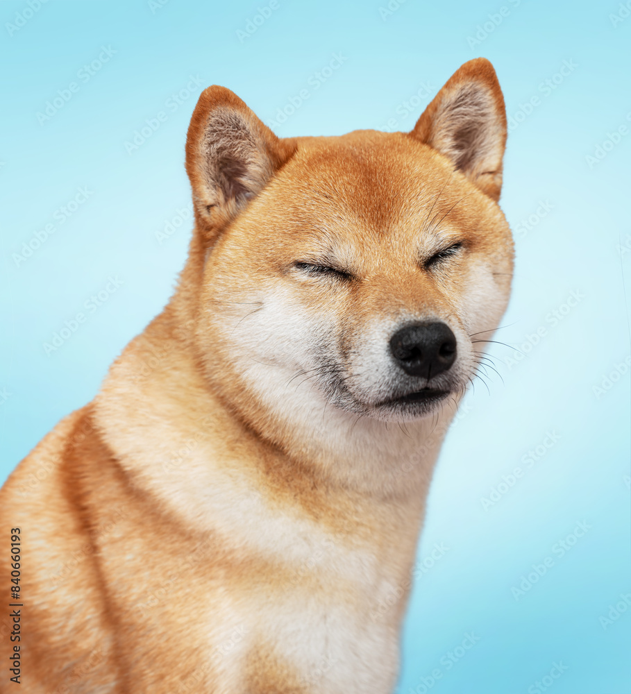 Portrait of Shiba Inu dog with closed eyes on blue background. Portrait of Shiba Inu dog with closed eyes on blue background.