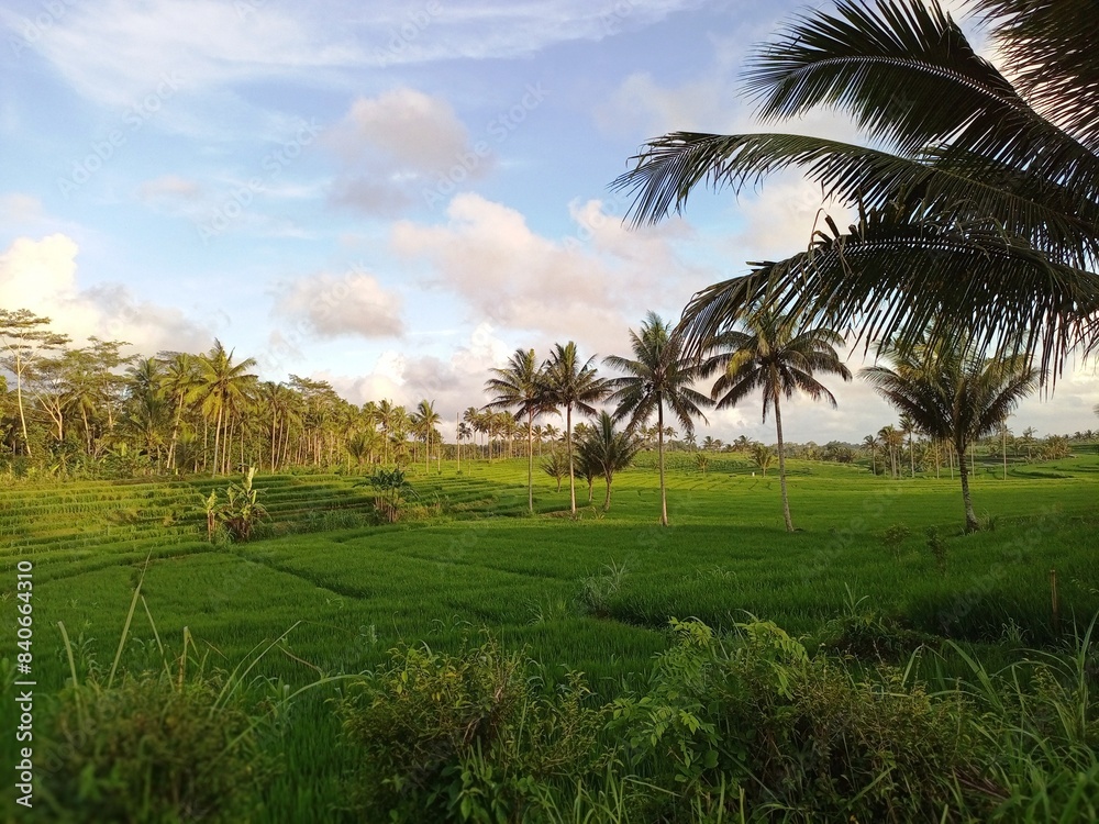 A landscape view of paddy field in village