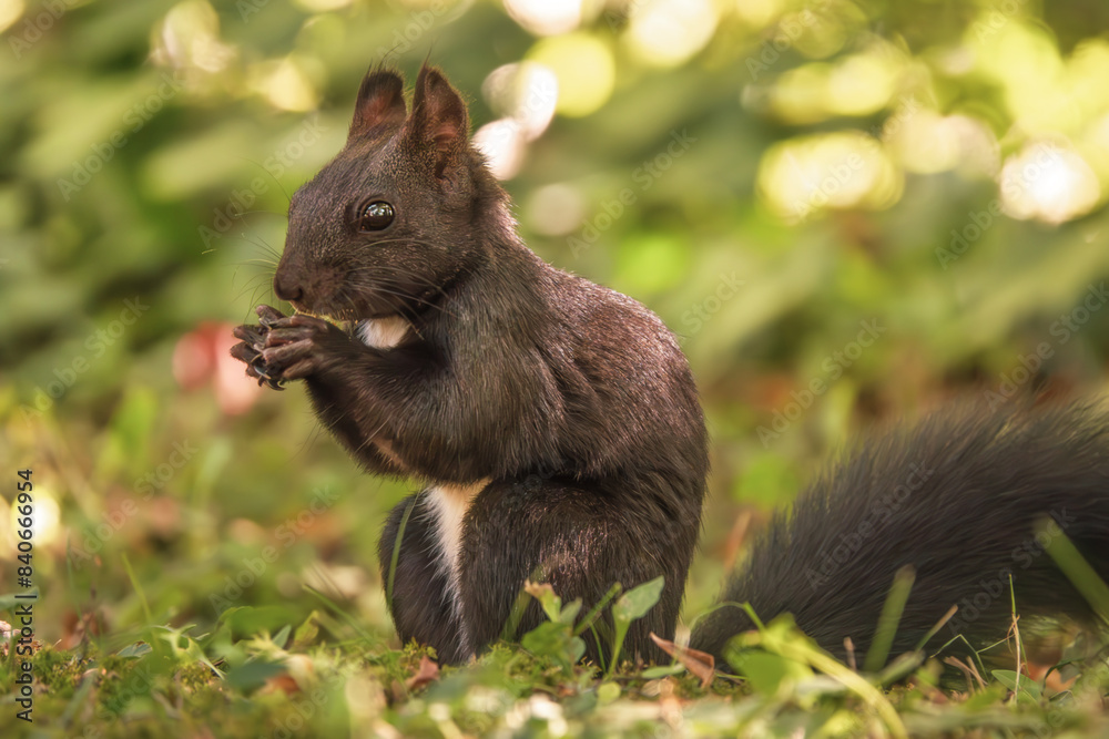 Fressendes Eichhörnchen auf der Wiese Fressendes Eichhörnchen auf der Wiese