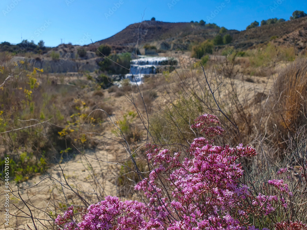 Planta de tomillo común, en paisaje mediterráneo árido cerca de una pantano.