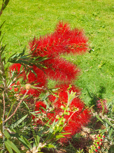 Planta y flor de callistemon rigidus en un jardín