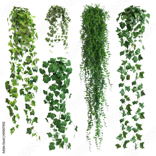 Wallpaper Mural set of creeper plant  with isolated transparent background Torontodigital.ca