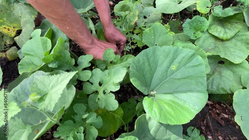 farmer showing plantation of Cucumis anguria known as maxixe